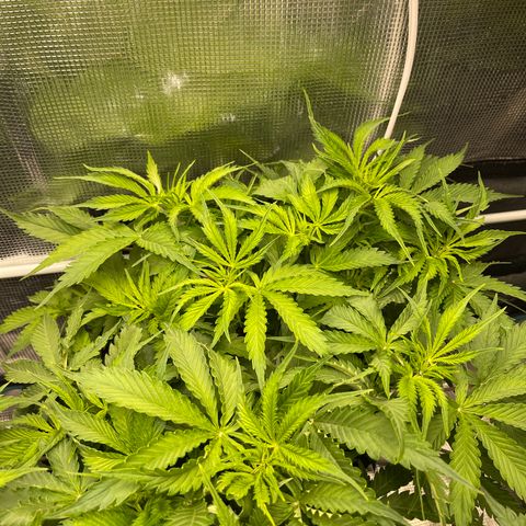 Blue Diesel 1 growlog timeline photo