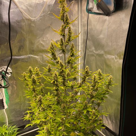 Super Lemon Haze Auto 1/20 growlog timeline photo