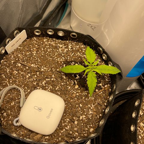 OG Jack (April 2022) growlog timeline photo