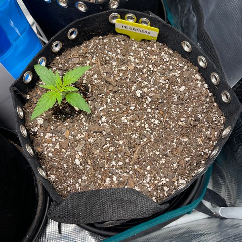 Pineapple X (April 2022) growlog timeline photo