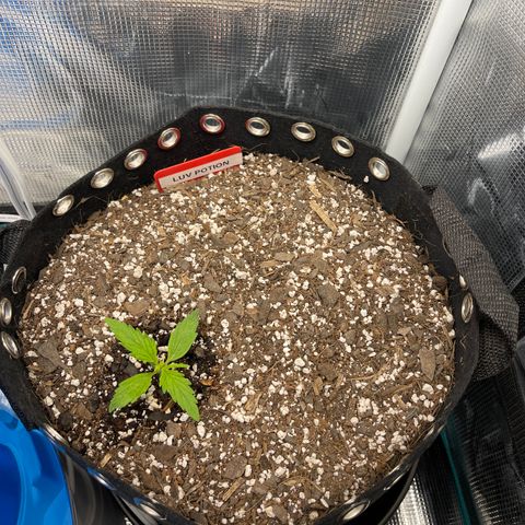 Love Potion (April 2022) growlog timeline photo