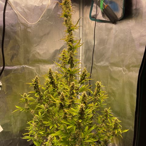 Super Lemon Haze Auto 1/20 growlog timeline photo