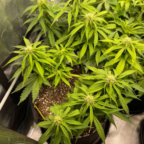 Pineapple 1 growlog timeline photo