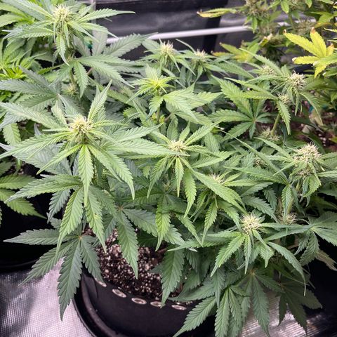 Gelato 1 growlog timeline photo