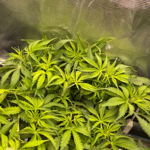 Blue Diesel 1 growlog timeline photo