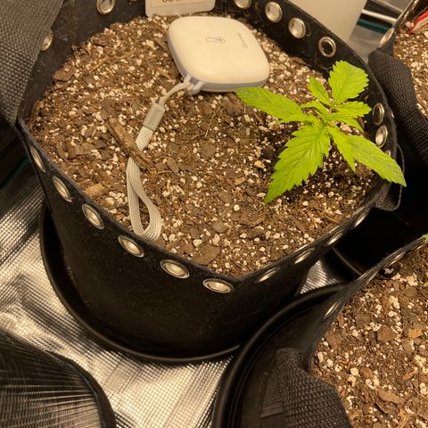 OG Jack (April 2022) growlog timeline photo