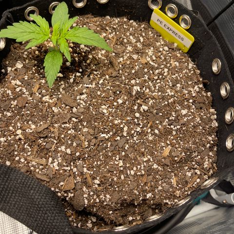 Pineapple X (April 2022) growlog timeline photo