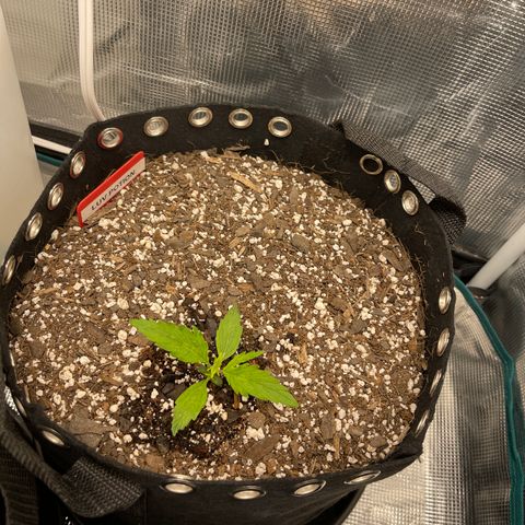 Love Potion (April 2022) growlog timeline photo