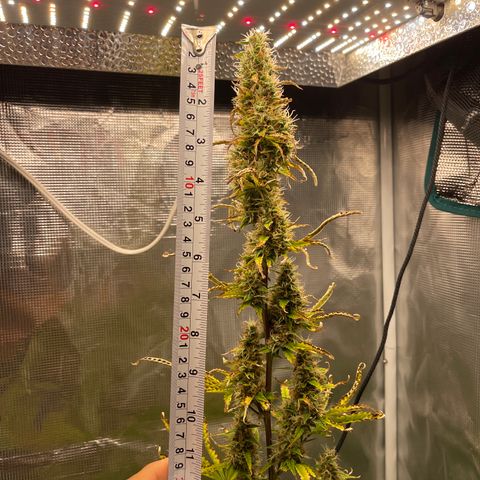 Super Lemon Haze Auto 1/20 growlog timeline photo