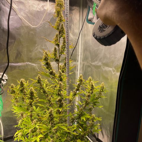 Super Lemon Haze Auto 1/20 growlog timeline photo