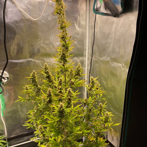 Super Lemon Haze Auto 1/20 growlog timeline photo