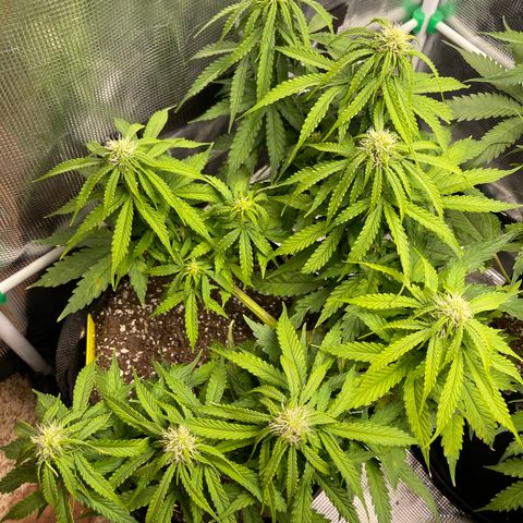 Pineapple 1 growlog timeline photo