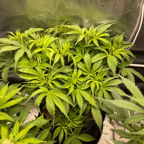 Blue Diesel 1 growlog timeline photo