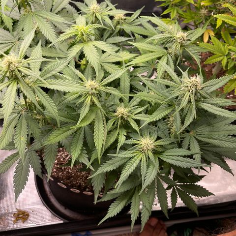 Gelato 1 growlog timeline photo
