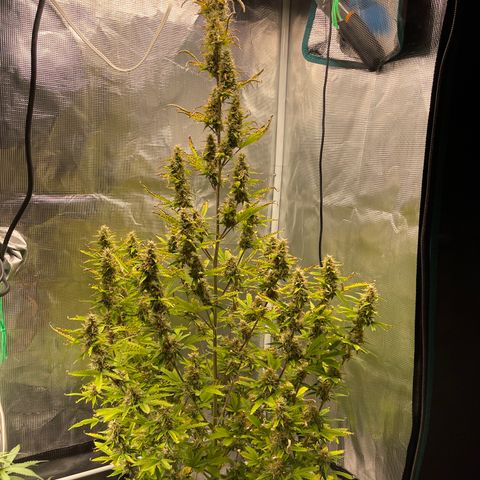 Super Lemon Haze Auto 1/20 growlog timeline photo