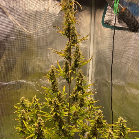 Super Lemon Haze Auto 1/20 growlog timeline photo