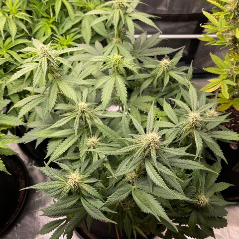Gelato 1 growlog timeline photo