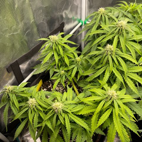 Pineapple 1 growlog timeline photo
