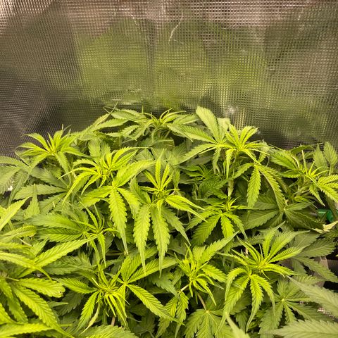 Blue Diesel 1 growlog timeline photo