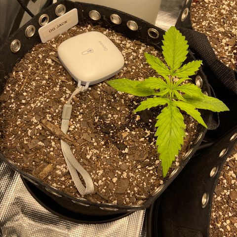 OG Jack (April 2022) growlog timeline photo