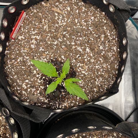 Love Potion (April 2022) growlog timeline photo