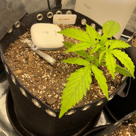 OG Jack (April 2022) growlog timeline photo