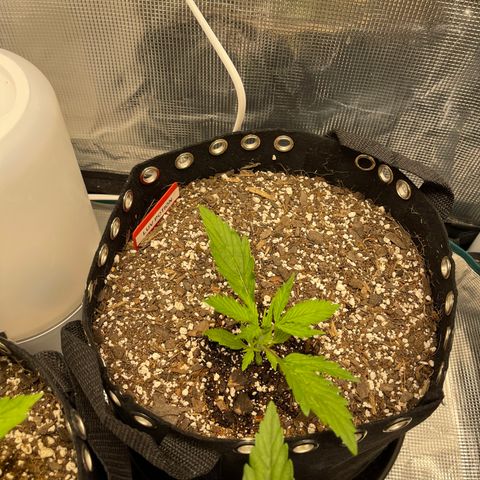 Love Potion (April 2022) growlog timeline photo