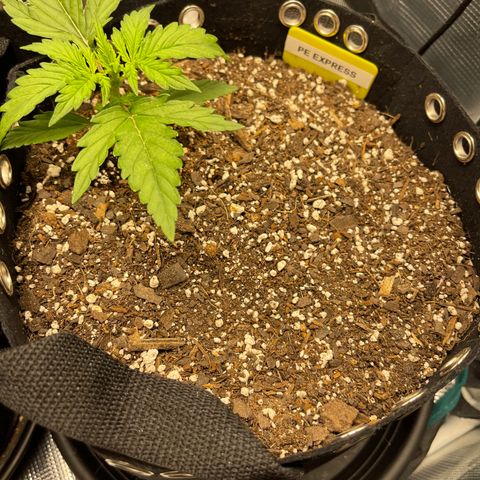 Pineapple X (April 2022) growlog timeline photo