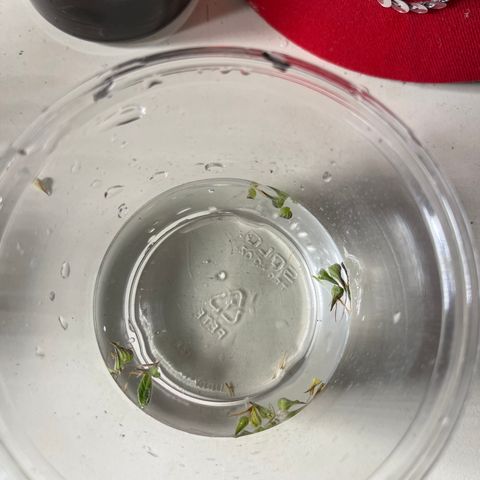 Super Lemon Haze Auto 1/20 growlog photo: Plant seemed to have hermed. Removed all balls from nodes