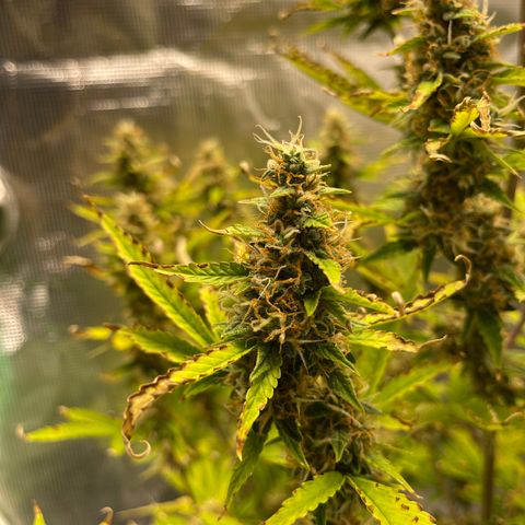 Super Lemon Haze Auto 1/20 growlog photo: Plant seemed to have hermed. Removed all balls from nodes