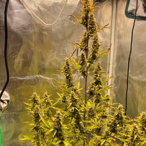 Super Lemon Haze Auto 1/20 growlog photo: Plant seemed to have hermed. Removed all balls from nodes