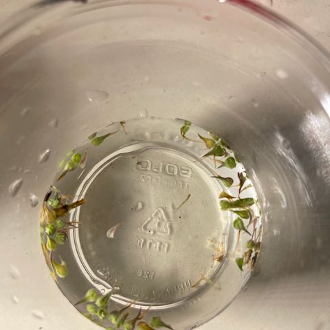 Super Lemon Haze Auto 1/20 growlog photo: Plant seemed to have hermed. Removed all balls from nodes