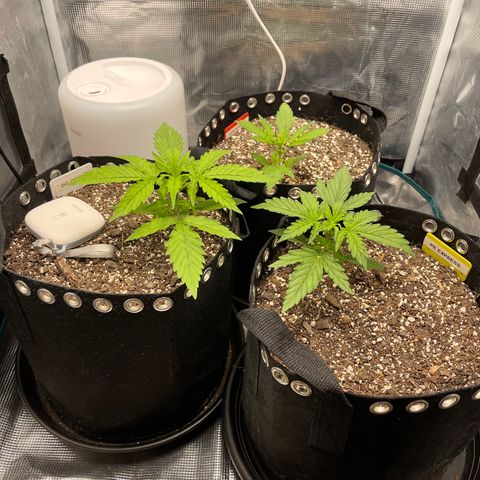 Pineapple X (April 2022) growlog timeline photo