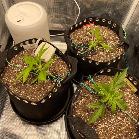 Pineapple X (April 2022) growlog timeline photo