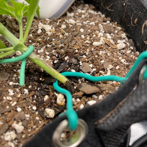 Pineapple X (April 2022) growlog timeline photo
