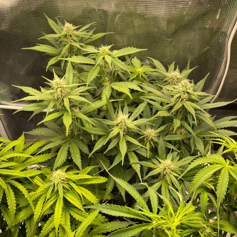 Gelato 1 growlog timeline photo