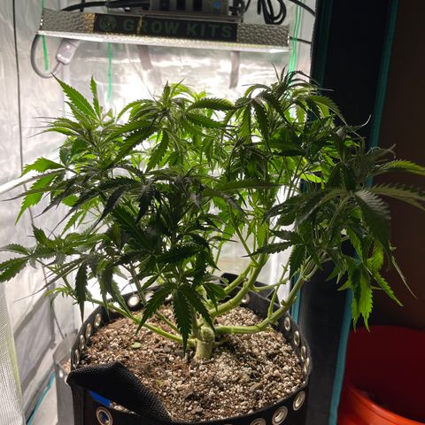 Blue Diesel 1 growlog timeline photo