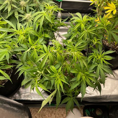 Blue Diesel 1 growlog timeline photo