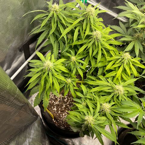 Pineapple 1 growlog timeline photo
