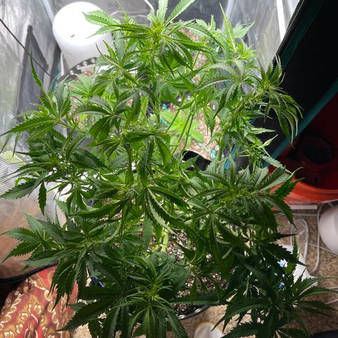 Blue Diesel 1 growlog timeline photo