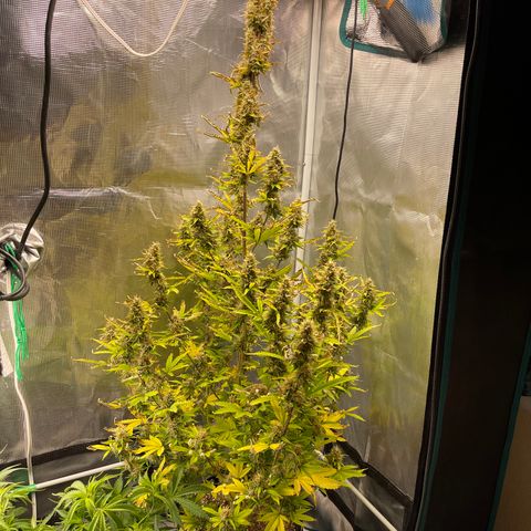 Super Lemon Haze Auto 1/20 growlog timeline photo