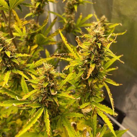 Super Lemon Haze Auto 1/20 growlog timeline photo