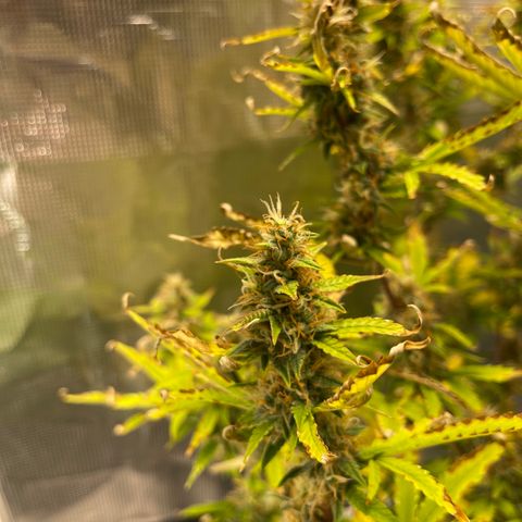 Super Lemon Haze Auto 1/20 growlog timeline photo