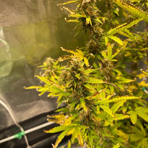 Super Lemon Haze Auto 1/20 growlog timeline photo
