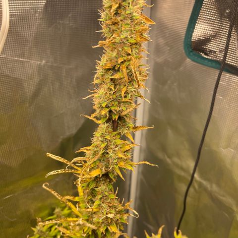 Super Lemon Haze Auto 1/20 growlog timeline photo