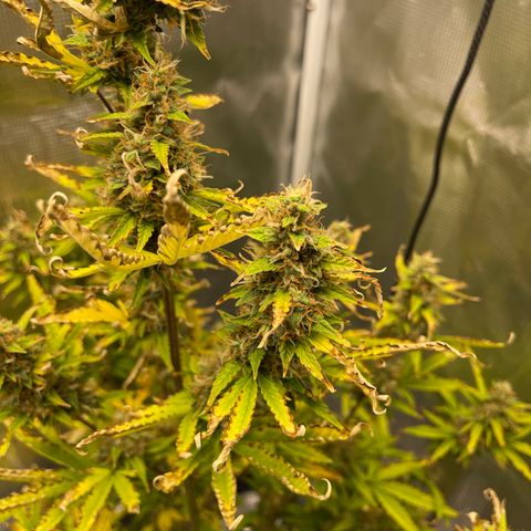 Super Lemon Haze Auto 1/20 growlog timeline photo
