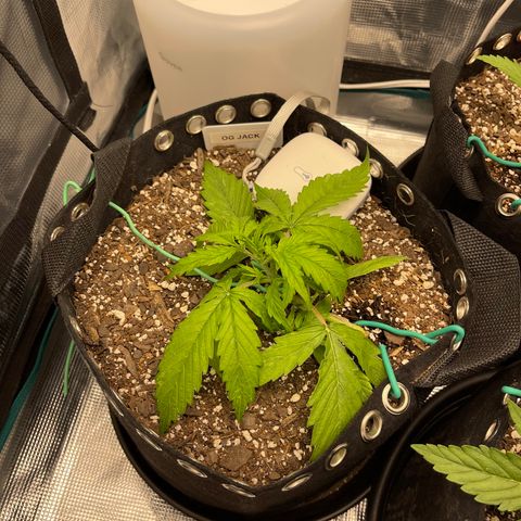 OG Jack (April 2022) growlog timeline photo