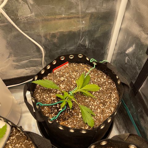 Love Potion (April 2022) growlog timeline photo
