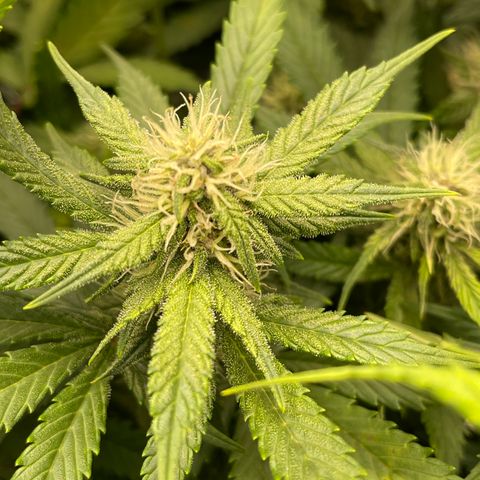 Gelato 1 growlog timeline photo