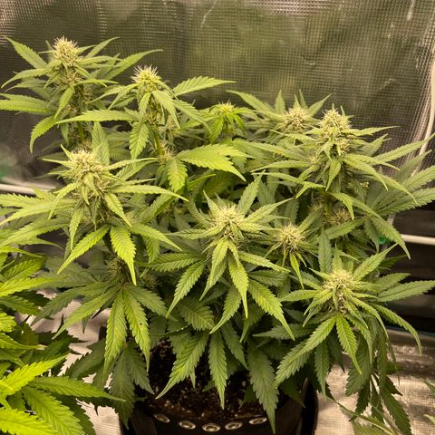Gelato 1 growlog timeline photo